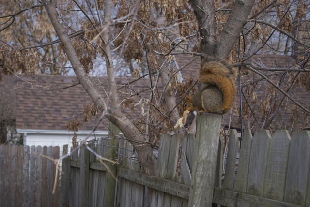 A fine squirrel specimen